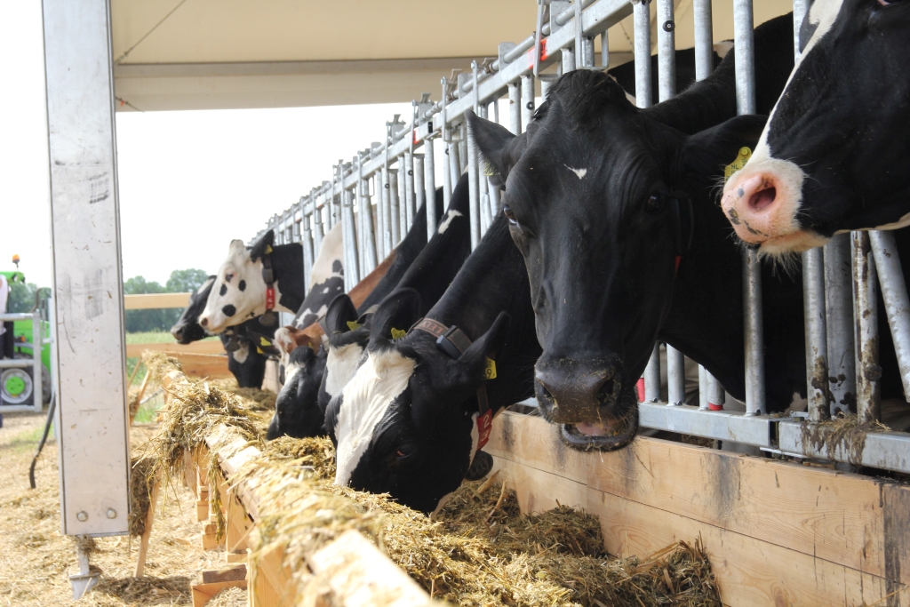 lely, robot udojowy, krowy mleczne, obora