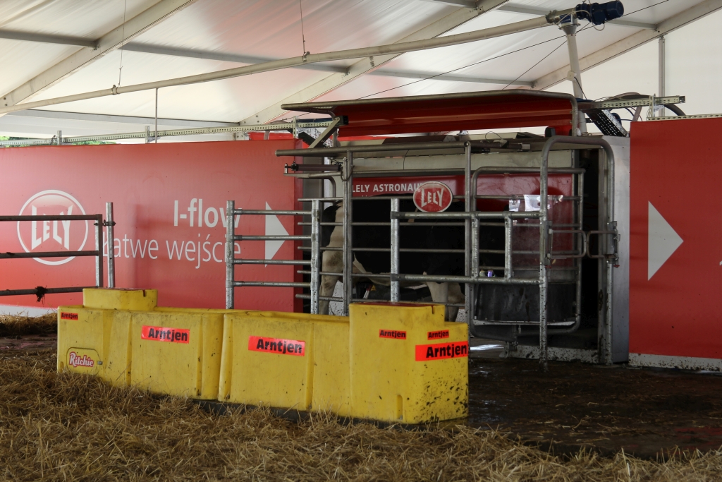 lely, robot udojowy, krowy mleczne, obora