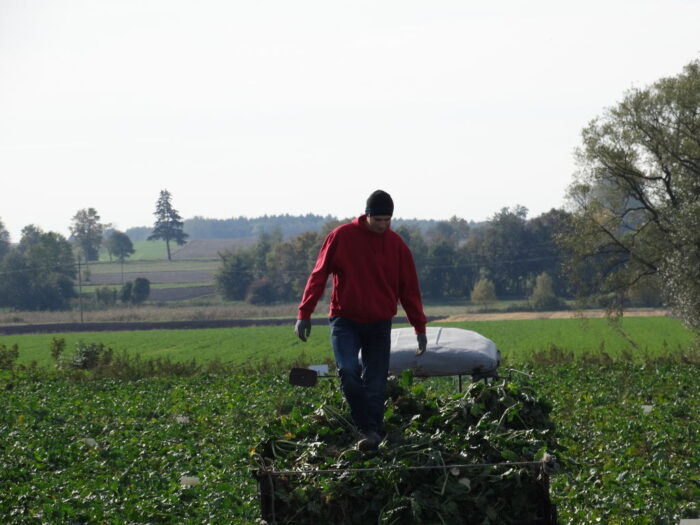 liście buraków cukrowych, rozrzutnik