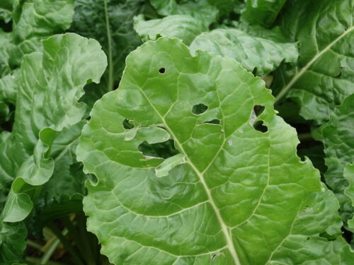 grad, uszkodzone liście buraków, Sahryń