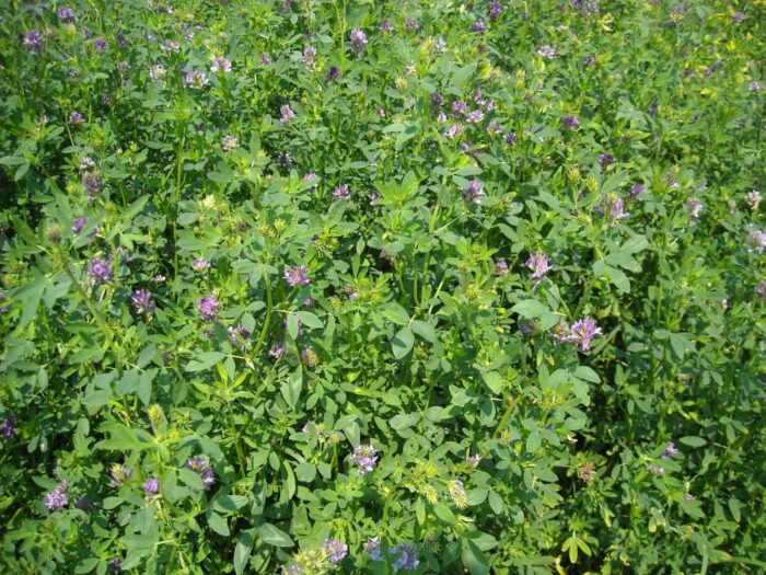 nasiona roślin strączkowych, dopłaty, pieniądze, lucerna, rośliny wysokobiałkowe