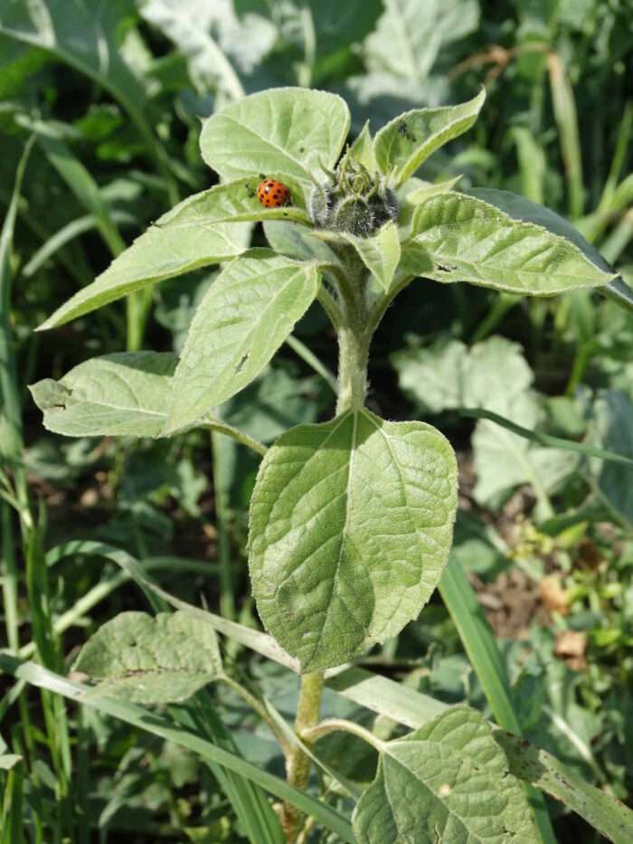 poplon ścierniskowy, mieszanka, międzyplon ścierniskowy