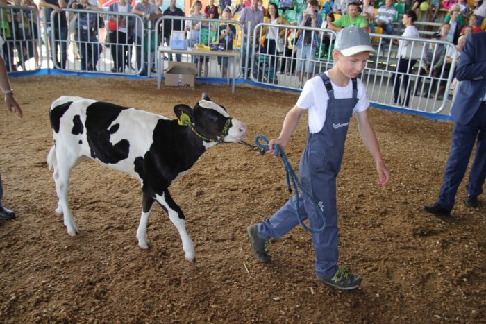 Młody hodowca, cieliczki, hodowcy, jałówki