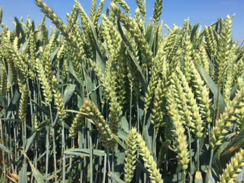 pszenica ozima, odmiana mieszańcowa, Hybery