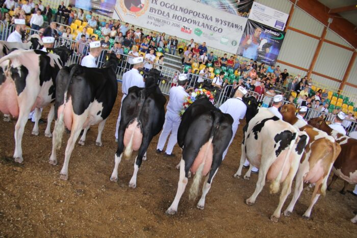 bydło mleczne, wystawa, minikowo, czempiony