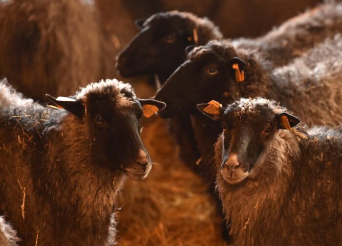owce, hodowla owiec, krzytsztof jurgiel, ministerstwo rolnictwa