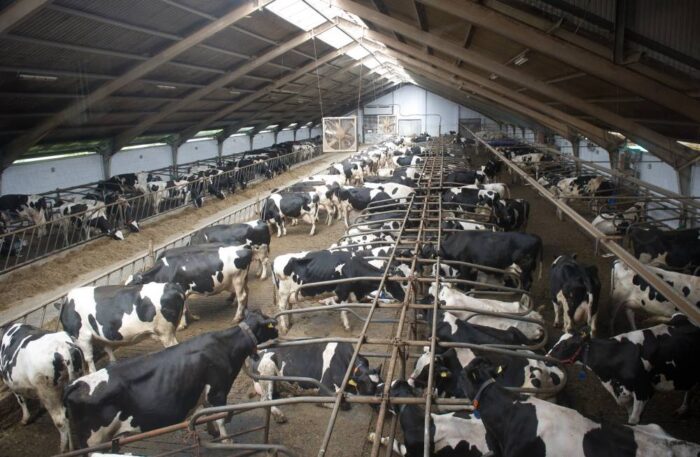 mleko, kryzys na rynku mleka, pakiet wsparcia Komisji Europejskiej, ministerstwo rolnictwa