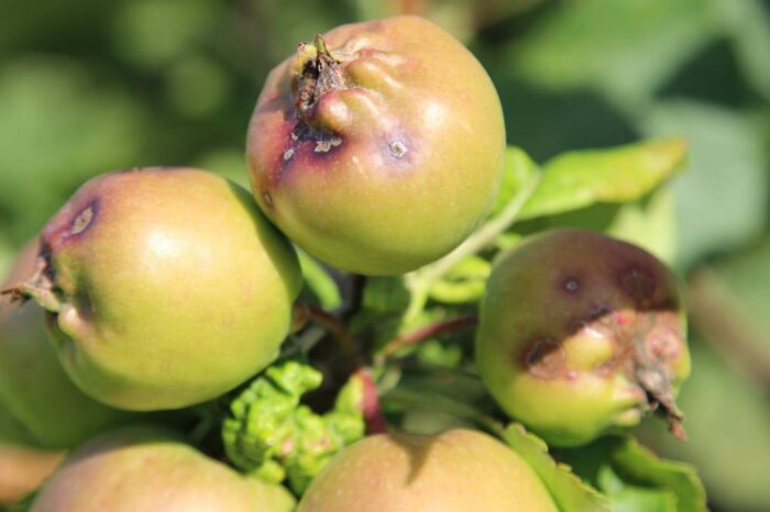 owoce, jabłka, parch jabłoni, kwieciak jabłkowiec, choroby, sad, sadownictwo