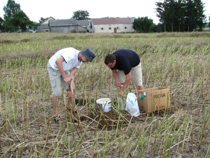 pobieranie próbek gleby, rzepaczysko, szpadel
