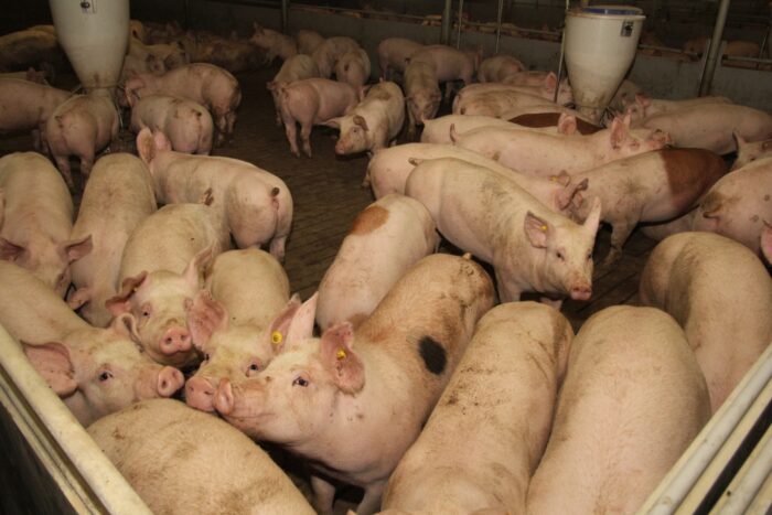 tuczniki, gobarto, janina poczta, warchlaki