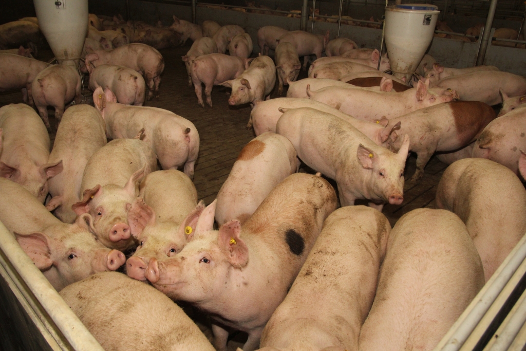 tuczniki, gobarto, janina poczta, warchlaki