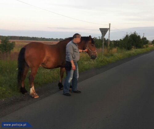 policja, pościg za koniem, akcja policji z Targówka, Targówek, S7, Warszawa