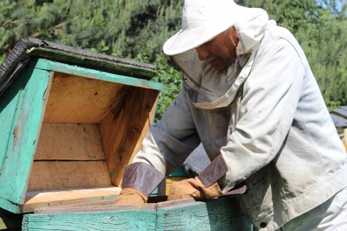 pszczoły, Agencja Rynku Rolnego, pieniądze, pszczelarstwo, ARR