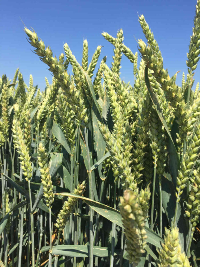 pszenica mieszańcowa, Hybery