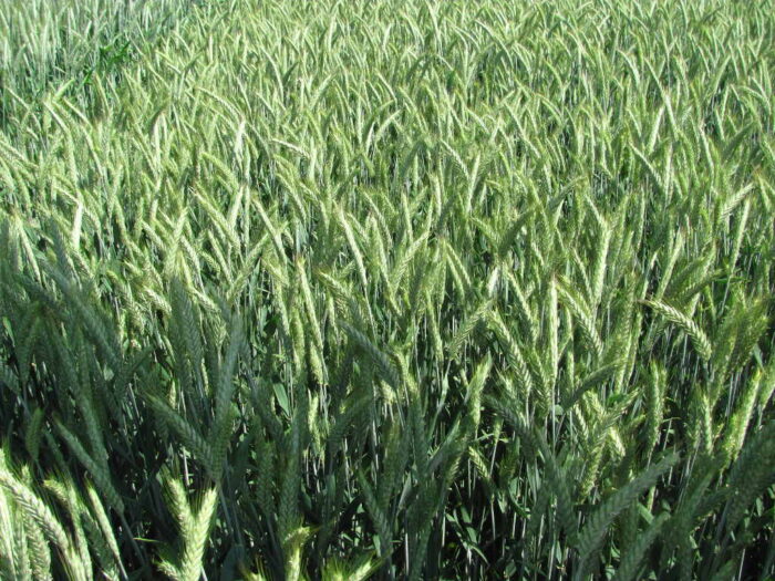 zboża, ceny zbóż, sprzedaż ziarna, pszenica, żyto, pszenżyto, kukurydza, gus