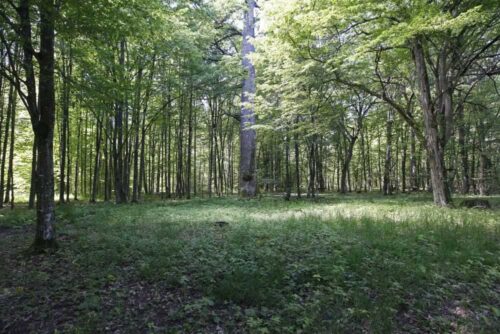 Puszcza Białowieska, kornik drukarz, Lasy Państowe, ministerstwo środowiska, drewno