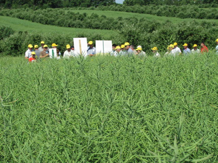 rzepak ozimy, rolnicy, plantacja