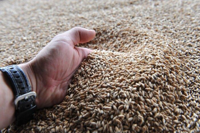 zboża, żniwa, rynek zbóż, import zbóż z Ukrainy, MRiRW, resort rolnictwa