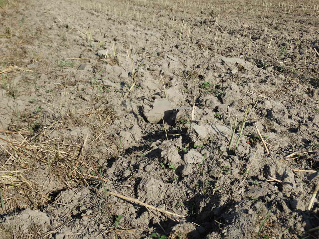 rzepaczysko, pole, uprawa pługiem podorywka