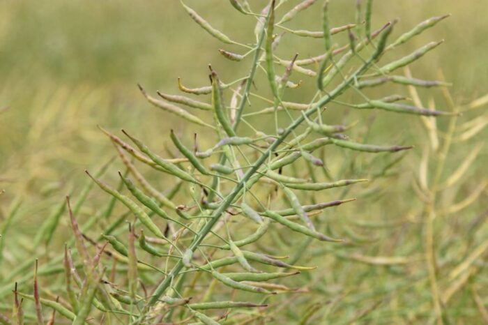Juliusz Młodecki, Polska Koalicja Biopaliw i Pasz Białkowych, biopaliwa, Adam Stępień