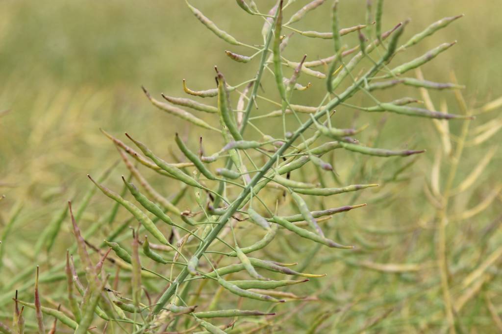 Juliusz Młodecki, Polska Koalicja Biopaliw i Pasz Białkowych, biopaliwa, Adam Stępień