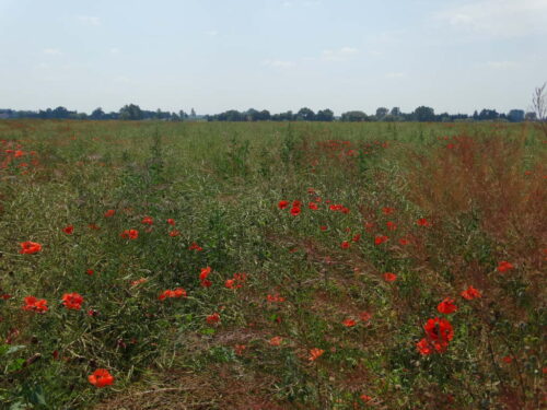 rzepak ozimy, chwasty, Sahryń