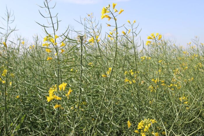 Juliusz Młodecki, Polska Koalicja Biopaliw i Pasz Białkowych, biopaliwa, Adam Stępień
