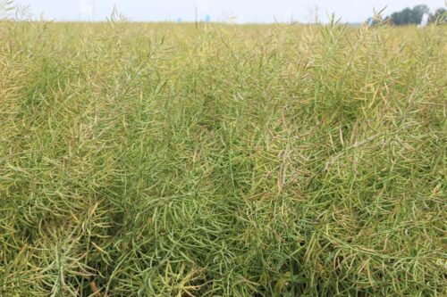 Juliusz Młodecki, Polska Koalicja Biopaliw i Pasz Białkowych, biopaliwa, Adam Stępień