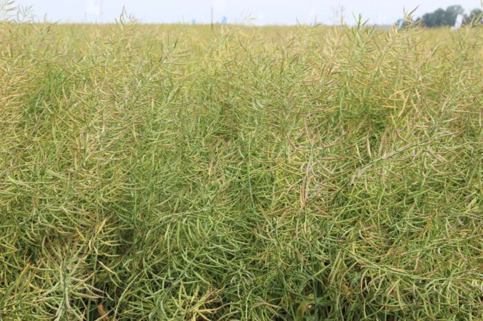 Juliusz Młodecki, Polska Koalicja Biopaliw i Pasz Białkowych, biopaliwa, Adam Stępień