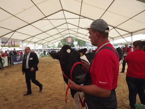 Sitno, wystawa bydła, Zamość, XXX Jubileuszowa Wystawa Zwierząt Hodowlanych, Maszyn i Urządzeń Rolniczych, Sitno 2016