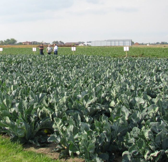 śląsk, rozwój wsi, Strategia Rozwoju Obszarów Wiejskich Województwa Śląskiego