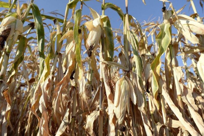 susza, straty w uprawach, pomoc dla rolników, rząd, Jacek Bogucki