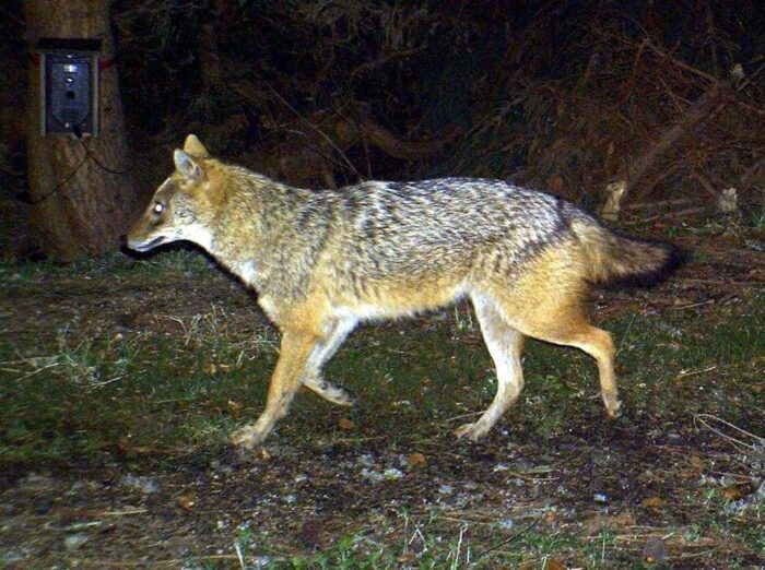 szakal złocisty, Węgry, straty, hodowla owiec, drapieżnik