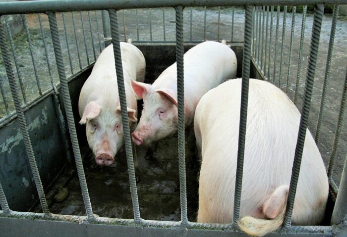 ubój gospodarczy, trzoda chlewna, handel mięsem, NIK