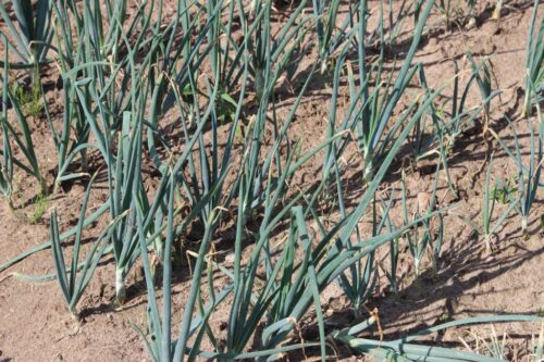 warzywa, Syngenta, Scorpion 325SC, warzywa gruntowe, ochrona warzyw