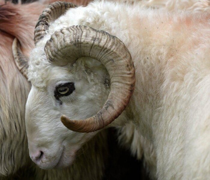 znęcanie się nad zwierzętami, kozy, owce, Szczyrk, hodowla owiec, przestępstwo