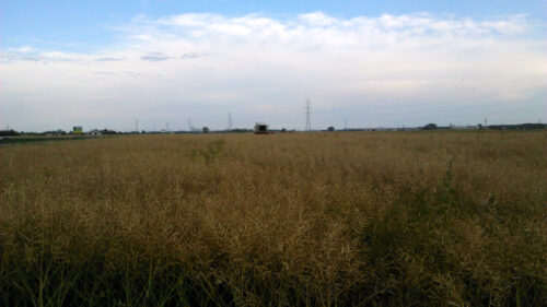 rzepak ozimy, zbiór kombajnem, Lesznowola