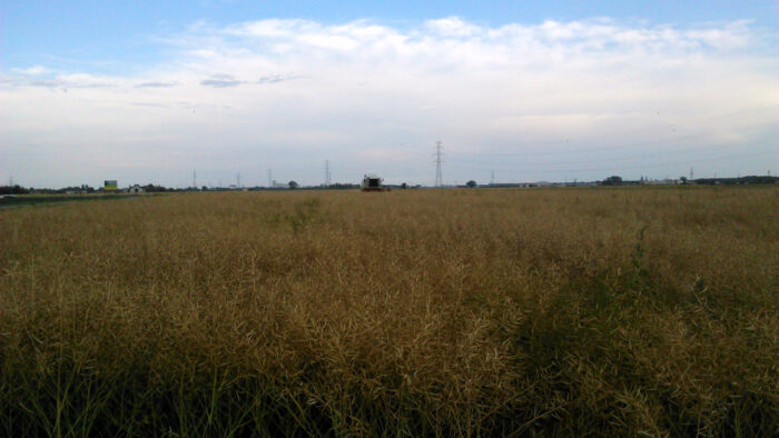 rzepak ozimy, zbiór kombajnem, Lesznowola