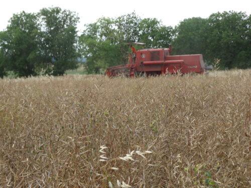 rzepak, kombajn, zbiór, Sahryń