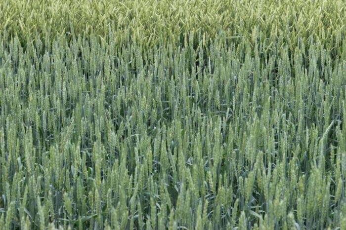 zboza_zbiory_prognozy_ierigz