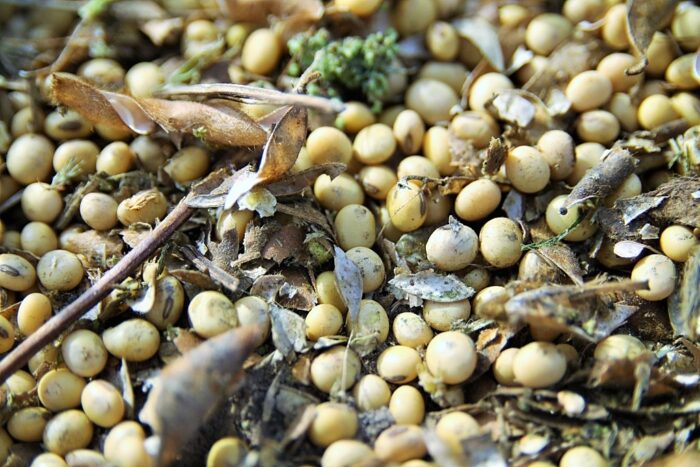 ziarno, zboża, pszenica, Agencja Rynku Rolnego, żywiec wieprzowy