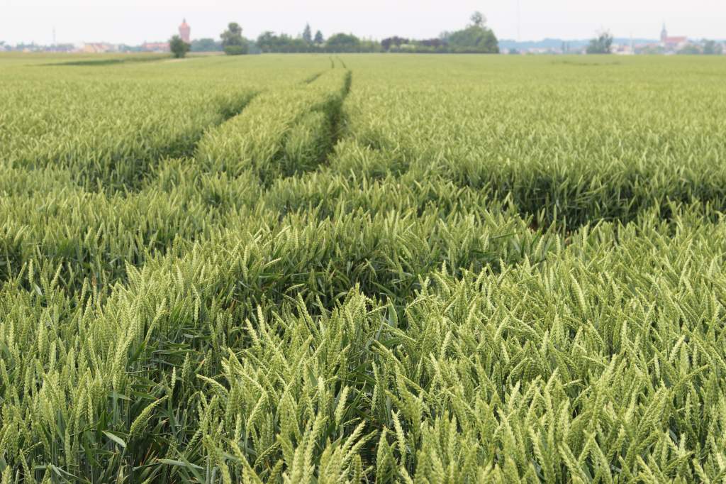 zboża, pszenica, jęczmień, rzepak, ceny zbóż, popyt na zboża