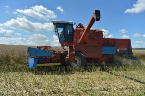 susza, zboża, Instytut Upraw Nawożenia i Gleboznawstwa, żniwa