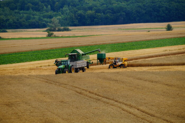 zbiory zbóż w polsce, produkcja zbóż, jakość ziarna, gus, pszenica, żyto