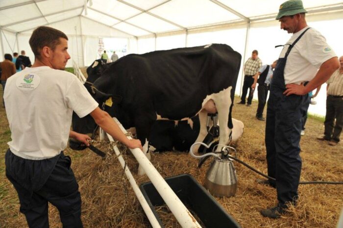 bydło, wystawa, targi, zachodniopomorskie, 29. Barzkowickie Targi Rolne Agro Pomerania 2016