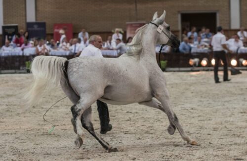 Dni Konia Arabskiego, pride of poland, janów podlaski,karol tylenda