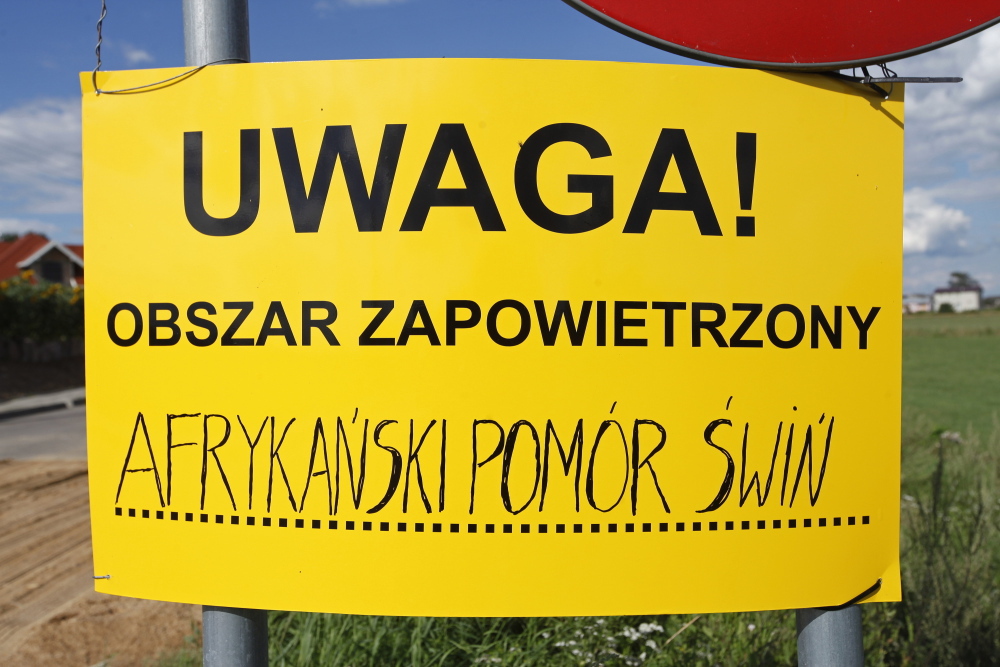 ASF, trzoda chlewna, afrykański pomór świń, padłe świnie w lesie