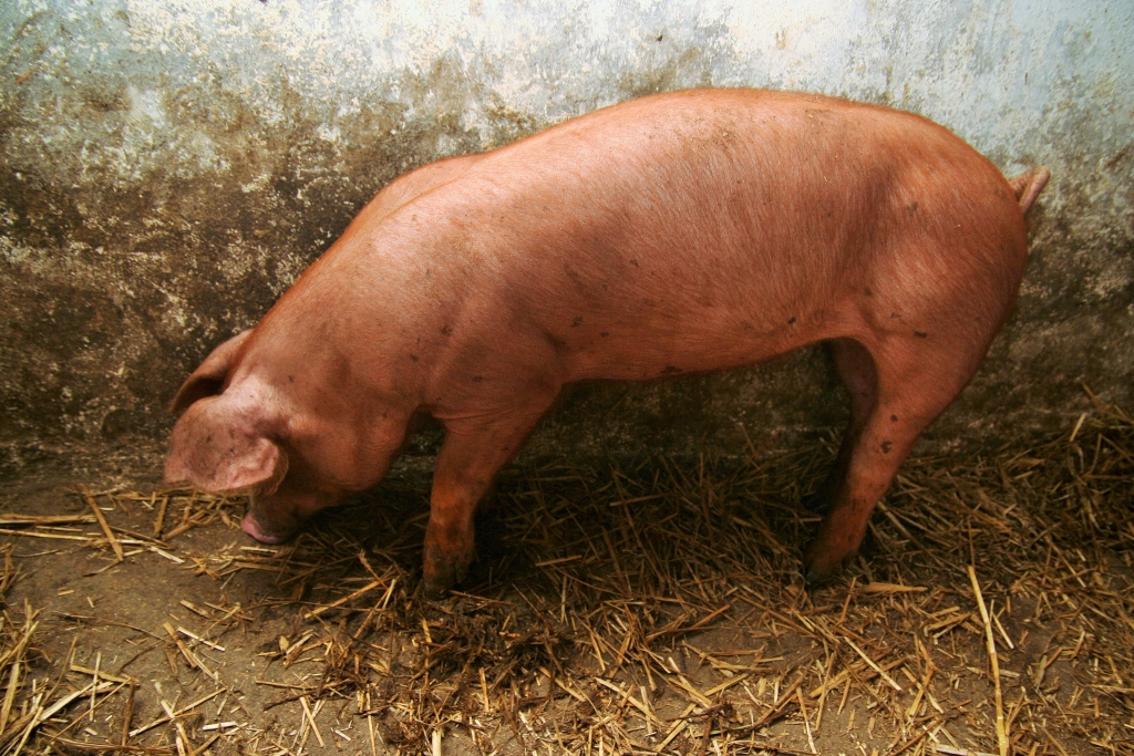 asf, dziki, ognisko asf, świnie domowe