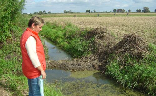 bobry, przyroda, ustawa, prawo,  projekt zmiany ustawy o ochronie przyrody, ClientEarth Prawnicy dla Ziemi