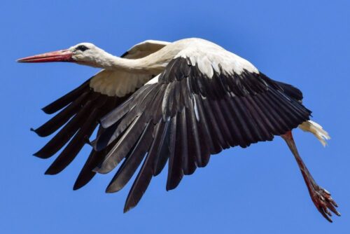 bocian, bocian biały, kłopot, Arkadiusz Stamm, Muzeum Bociana Białego